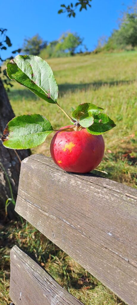 Evas Apfel