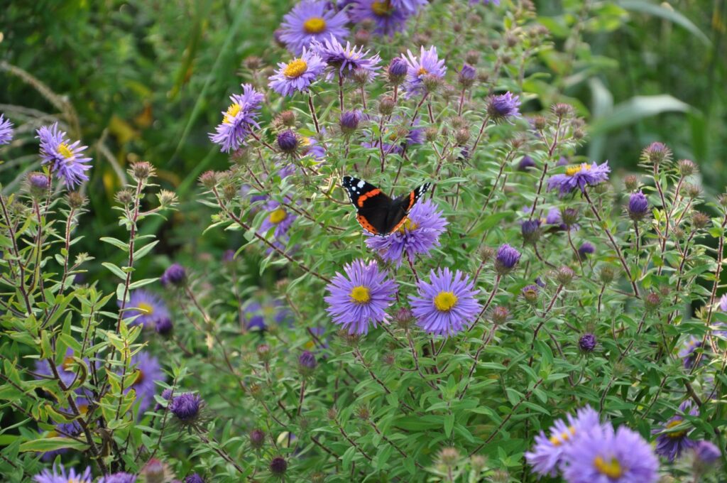 Qafe Herzlich_Fest für die Geschmacksknospen_März 2026